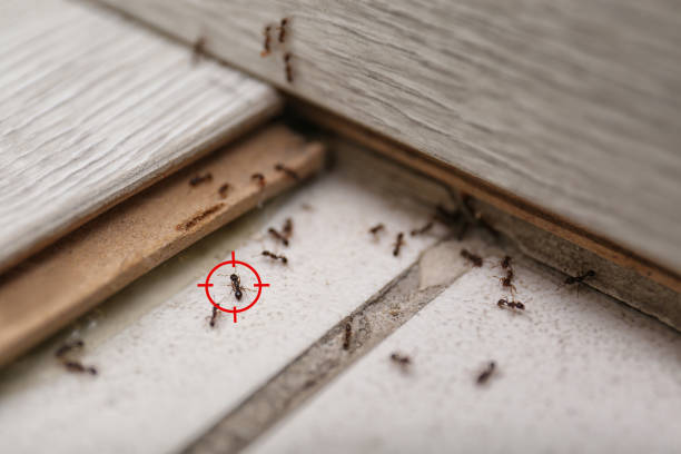 Best Pest Inspection Near Me  in Lake Summerset, IL